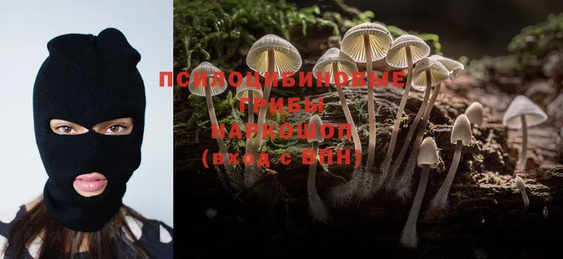 Галлюциногенные грибы Psilocybe  Светлоград 